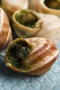 Escargots with garlic butter Royalty Free Stock Photo