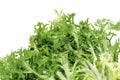 Escarole endive Royalty Free Stock Photo