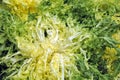 Escarole endive Royalty Free Stock Photo