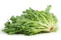 Escarole endive