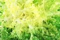 Escarole endive Royalty Free Stock Photo