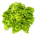 Escarole endive lettuce head from above over white