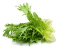 Escarole Endive Royalty Free Stock Photo