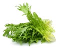 Escarole Endive