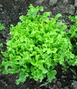 Escarole in the Ground Royalty Free Stock Photo