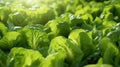 Escarole plants growing in a vegetable farm. Generative AI Royalty Free Stock Photo