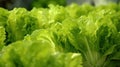 Escarole plants growing in a vegetable farm. Generative AI Royalty Free Stock Photo