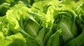 Escarole plants growing in a vegetable farm. Generative AI Royalty Free Stock Photo