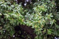Escarpment Live Oak, Plateau Live Oak, or Plateau Oak Quercus fusiformis with acorns