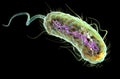 Escherichia coli bacteria E. coli. Medically accurate 3D illustration, labeled