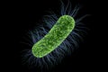 Escherichia coli bacterium