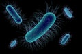 Escherichia coli bacterium