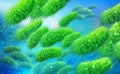 Escherichia coli, colony of bacteria 3D illustration. Microorganisms in aquatic environment under microscope