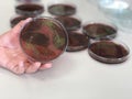 Escherichia coli E.coli cultured with Eosin Methylene Blue EMB Agar in Petri dish show the metallic green sheen colonies using