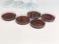 Escherichia coli E.coli cultured with Eosin Methylene Blue EMB Agar in Petri dish show the metallic green sheen colonies using