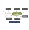 Escherichia coli has flagella, DNA, and cell membrane