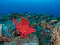 Eschmeyers scorpionfish