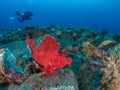 Eschmeyers scorpionfish