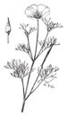 Escholzia Maritima vintage illustration