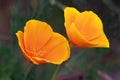 Eschscholtzia flowers Royalty Free Stock Photo