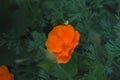 Eschscholzia - California State Flower.
