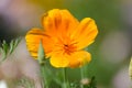 Eschscholzia californica