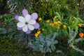 Eschscholzia californica blooms in autumn. Kaulsdorf, Berlin, Germany Royalty Free Stock Photo