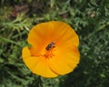 Eschscholzia californica or California poppy