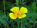 Eschscholzia californica, California poppy. Garden orange yellow poppy flower. Spring, summer, autumn outdoor flower.