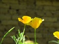 Eschscholzia californica, California poppy. Garden orange yellow poppy flower. Spring, summer, autumn outdoor flower. Royalty Free Stock Photo