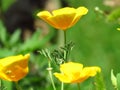 Eschscholzia californica, California poppy. Garden orange yellow poppy flower. Spring, summer, autumn outdoor flower. Royalty Free Stock Photo