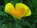 Eschscholzia californica, California poppy. Garden orange yellow translucent poppy flower.