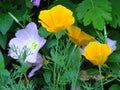 Eschscholzia californica, California poppy. Garden orange yellow poppy flower. Spring, summer, autumn outdoor flower. Royalty Free Stock Photo