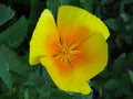 Eschscholzia californica, California poppy. Garden orange yellow translucent poppy flower.