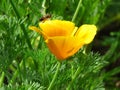 Eschscholzia californica, California poppy. Garden vivid orange yellow translucent poppy flower on green leaves background.