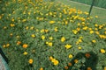 Eschscholzia californica (California poppy, golden poppy, California sunlight or cup of gold) flowers Royalty Free Stock Photo