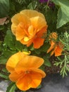 Eschscholzia californica, the California poppy, golden poppy