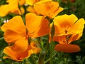 Eschscholzia californica, the California poppy, golden poppy.