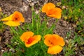 Eschscholzia californica or California poppy or golden poppy or California sunlight, cup of gold