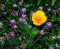 Eschscholzia californica, the California poppy, golden poppy, California sunlight or cup of gold, a species of flowering plant in Royalty Free Stock Photo