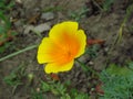 Eschscholzia californica, California poppy meadow. Garden vivid orange yellow translucent poppy flower on blurred background. Royalty Free Stock Photo