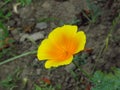 Eschscholzia californica, California poppy meadow. Garden vivid orange yellow translucent poppy flower on blurred background. Royalty Free Stock Photo