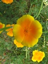 Eschscholzia californica, California poppy meadow. Garden vivid orange yellow translucent poppy flower on green leaves background. Royalty Free Stock Photo