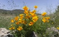 Eschscholzia californica or California poppy yellow flowers on a blue sky background Royalty Free Stock Photo