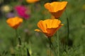 Orange flowers of a California poppy or golden poppy (eschscholzia californica) Royalty Free Stock Photo