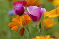 Eschscholzia californica cup of gold flowers in bloom, californian field, ornamental wild plants on a meadow