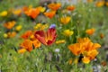 Eschscholzia californica cup of gold flowers in bloom, californian field, ornamental wild plants on a meadow