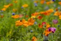 Eschscholzia californica cup of gold flowers in bloom, californian field, ornamental wild plants on a meadow