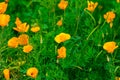 Eschscholzia californica cup of gold bunch of flowers in bloom,