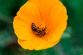 Eschscholzia californica cup of gold bunch of flowers in bloom,